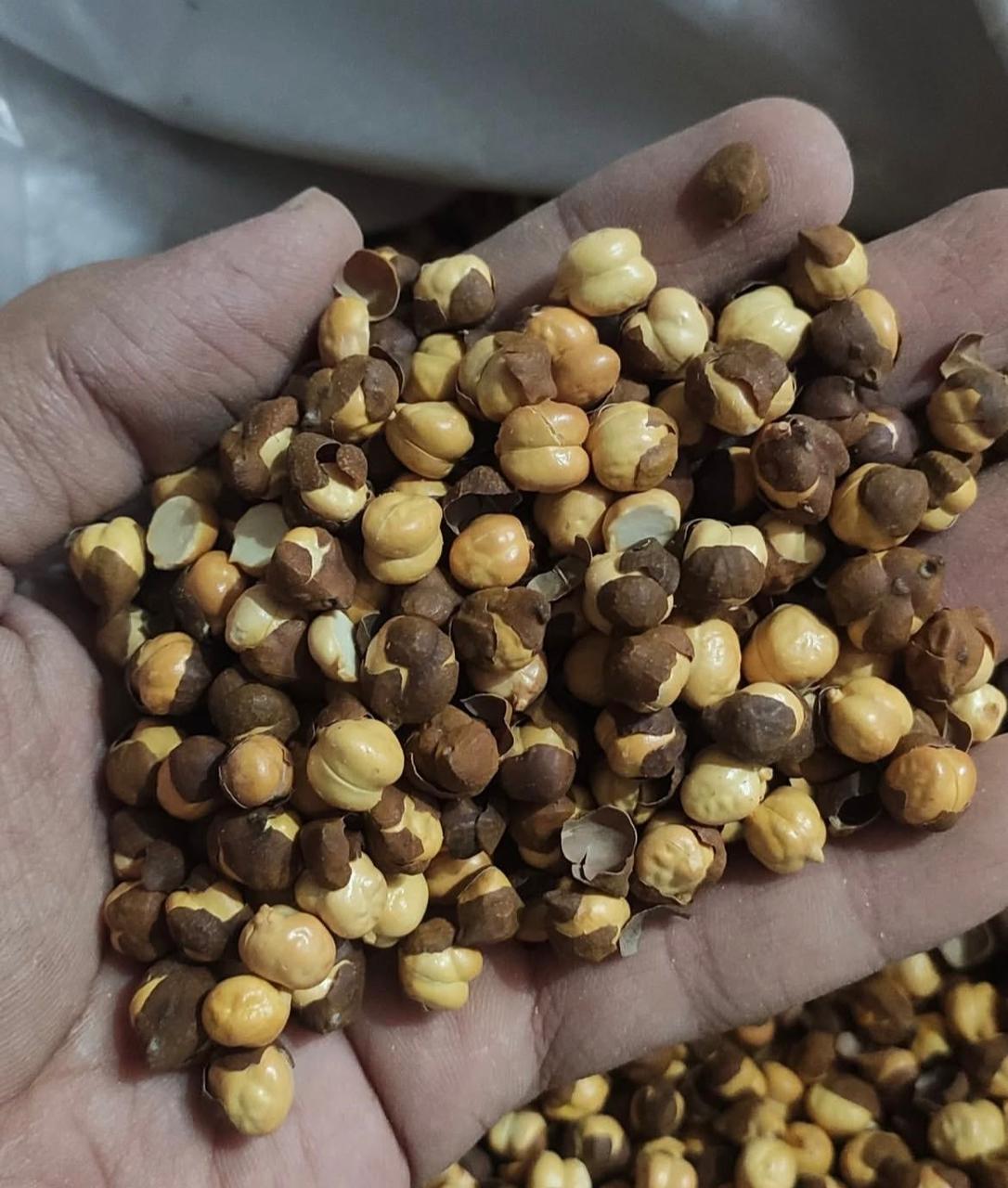 Laxmira Roasted Chana: The Golden Crunch of Bihar’s Soil | From Sun-Drenched Farms to Your Doorstep – Purity You Can Taste.